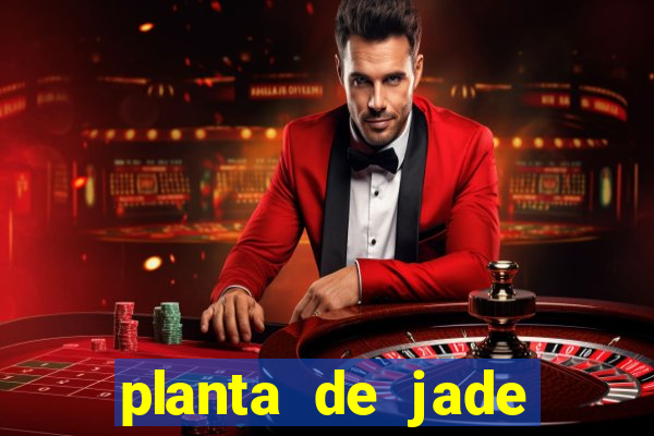 planta de jade significado espiritual